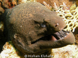 Angry Moray Eel, by Hisham Elshafie 
